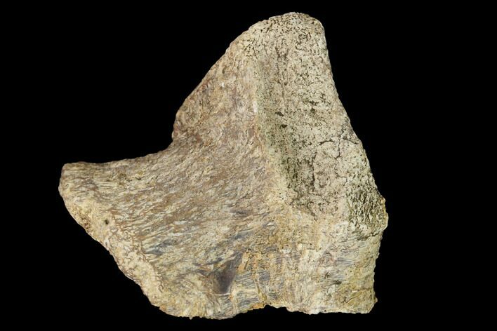 Permian Amphibian Fossil Bone - Texas #153735